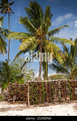 Afrique Tanzanie, Zanzibar, Côte est, Pongwe, culture d'algues séchant sur des étagères dans la plage de soleil behnd Banque D'Images