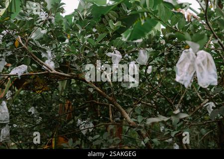 Goyaves enveloppées dans des sacs en plastique suspendus à une branche d'arbre. Banque D'Images