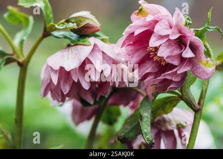 Helleborus orientalis Double Ellen Rouge Banque D'Images