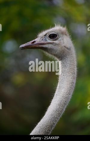 Une autruche femelle à cou rouge au zoo de Paignton, dans le sud du Devon. Banque D'Images