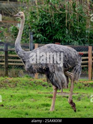 Une autruche femelle à cou rouge au zoo de Paignton, dans le sud du Devon. Banque D'Images