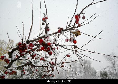 Baies de Hawthorn couvertes de neige Banque D'Images