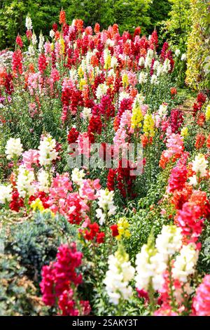 Une bordure de jardin de fleurs de snapdragon (Antirrhinum) rose, blanche, jaune et orange. Banque D'Images