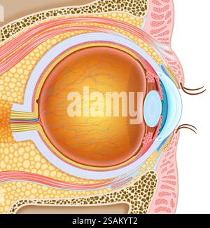 Une illustration de l'anatomie de l'œil, dans laquelle vous pouvez voir son intérieur et ses environs et les différentes parties qui le composent. Banque D'Images