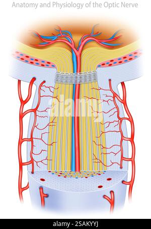 Illustration anatomique du nerf optique, qui transmet les signaux visuels de la rétine au cerveau, permettant la vision. Banque D'Images