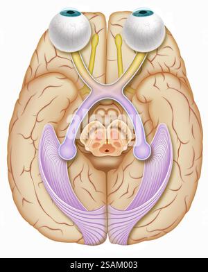 Le système visuel, la cornée et le cristallin réfractent l'image sur la rétine, la traduisent en impulsion électrique et l'envoient au nerf optique. Banque D'Images