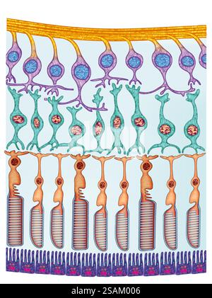 Schéma illustratif de la rétine de l'œil humain, montrant la macula et les cellules photoréceptrices photoréceptrices en bâtonnet et en cône sensibles à la lumière. Banque D'Images