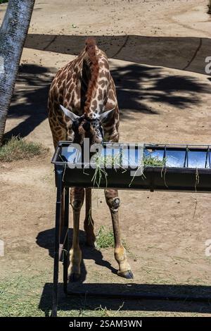 Une girafe se tient devant une auge remplie d'herbe. Il mange de l'auge, profitant de son repas Banque D'Images