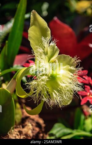Une fleur blanche avec des tiges vertes et un fond rouge. La fleur est entourée d'autres fleurs et plantes Banque D'Images