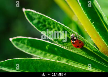 Gros plan d'une coccinelle à l'envers sur une feuille de lupin, capturant des détails complexes. Banque D'Images