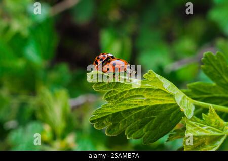Gros plan de deux coccinelles s'accouplant sur une feuille de cassis, capturé dans les détails saisissants du printemps. Banque D'Images