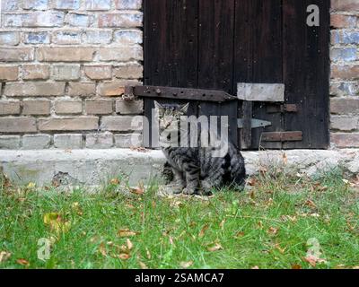 Un tom rayé gris avec des yeux jaune-vert regarde directement dans l'appareil photo. Son comportement décontracté en fait un motif populaire pour les amoureux des chats. Banque D'Images