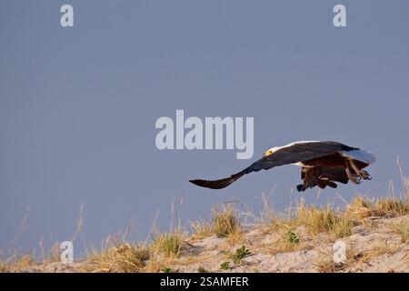 Aigle africain, Icthyophaga vocifer, Haliaeetus vocifer, envol, rivière Chobe, Botswana, Afrique Banque D'Images