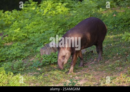 Une femelle tapir sud-américain (Tapirus terrestris) traverse le sous-bois à la lisière de la forêt à la recherche de nourriture Banque D'Images
