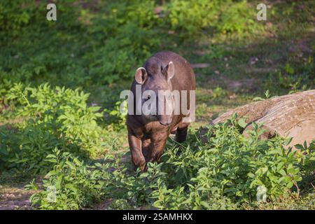 Une femelle tapir sud-américain (Tapirus terrestris) traverse le sous-bois à la lisière de la forêt à la recherche de nourriture Banque D'Images
