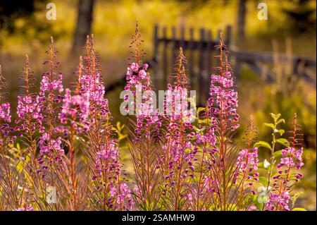 Fleurs typiques de bois de chauffage, trouvées dans de nombreux endroits en Suède. Très souvent près des routes. Banque D'Images