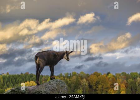 Un chamois adulte (Rupicapra rupicapra) se dresse sur un rocher en basse lumière et domine son territoire. Les nuages dans le ciel sont illuminés par le soir Banque D'Images