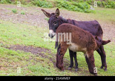 Une âne domestique femelle, Equus (africanus) asinus nourrit ses petits dans un enclos vert Banque D'Images