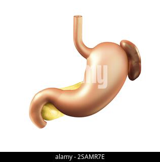 Estomac humain, rate et pancréas, illustration médicale 3D isolée sur fond blanc Banque D'Images