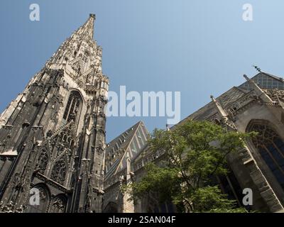 Tour gothique cathédrale s'élève majestueusement dans le ciel, un arbre au premier plan, Vienne, Autriche, Europe Banque D'Images
