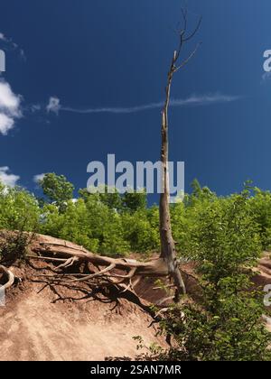 Arbre mort dans les Badlands de Cheltenham Ontario Canada panoramique estival Banque D'Images