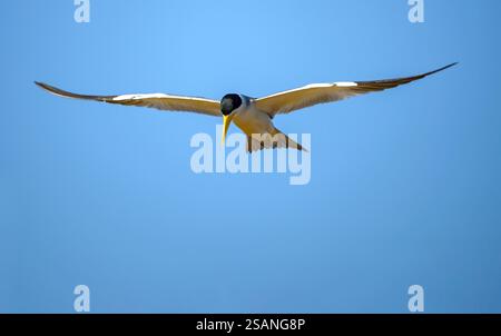 Sterne à gros bec (Phaetusa simplex) volant. Photo du Pantanal, Brésil. Banque D'Images