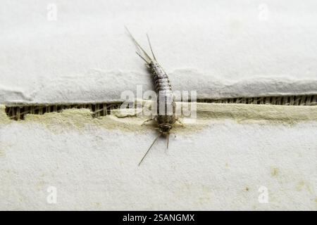 Insecte se nourrissant sur papier, le poisson argenté (Lepisma saccharina). Livres et journaux antiparasitaires Banque D'Images