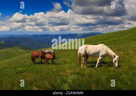 Chevaux qui paissent dans la chaîne de Svydivets, Carpates ukrainiennes, Ukraine. Vue majestueuse sur les collines verdoyantes sous un ciel bleu vif avec des nuages moelleux. Banque D'Images