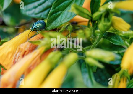 Macrophotographie d'un coléoptère aux puces marchant sur une fleur de marmelade, dans une forêt dans les montagnes andines orientales du centre de la Colombie. Banque D'Images