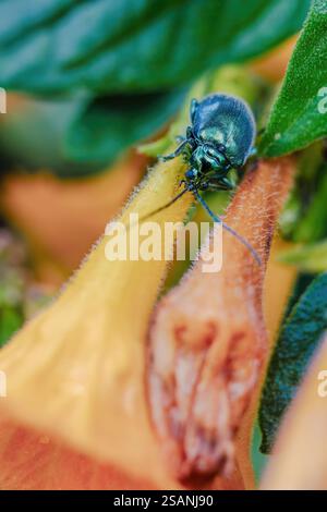Macrophotographie d'un coléoptère aux puces marchant sur une fleur de marmelade, dans une forêt dans les montagnes andines orientales du centre de la Colombie. Banque D'Images