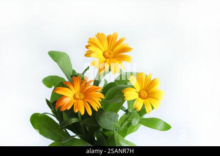 Fleurs de Calendula officinalis isolées sur fond blanc. Fleurs de souci jaune fleurissent. Banque D'Images