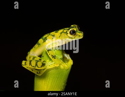 Hyalinobatrachium valerioi, parfois connue sous le nom de grenouille en verre la Palma, dans la jungle du Costa Rica Banque D'Images