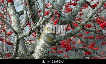 Les baies rouges éclatent contre l'écorce grise texturée des arbres dans un cadre extérieur tranquille au début de l'automne. Norvège Banque D'Images