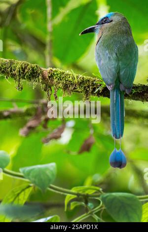 Costa Rica, Arenal. Statites de conservation de Motmot (Electron carinatum) à bec de quille, vulnérables. Banque D'Images
