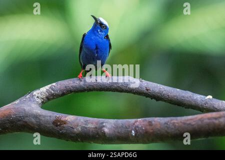 Costa Rica, Arenal. Honeycreeper à pattes rouges (Cyanerpes cyaneus) mâle. Banque D'Images