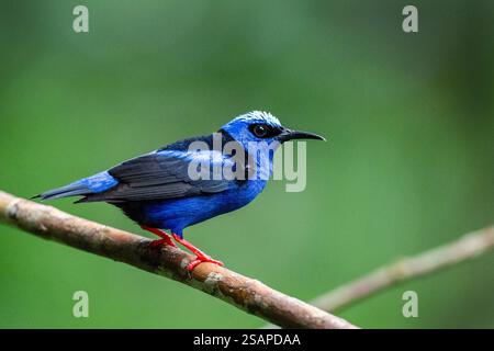 Costa Rica, Arenal. Honeycreeper à pattes rouges (Cyanerpes cyaneus) mâle. Banque D'Images