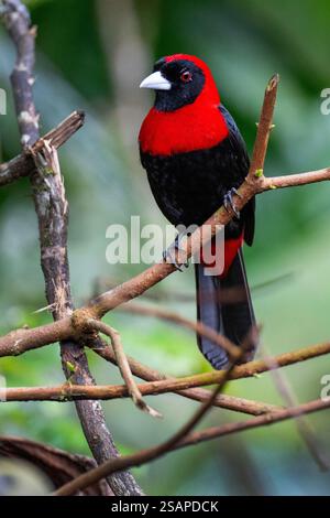 Costa Rica, Arenal. Mâle Tanager à collier cramoisi (Ramphocelus sanguinolentus). Banque D'Images