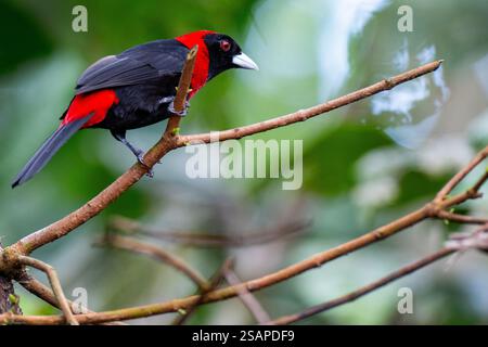 Costa Rica, Arenal. Mâle Tanager à collier cramoisi (Ramphocelus sanguinolentus). Banque D'Images