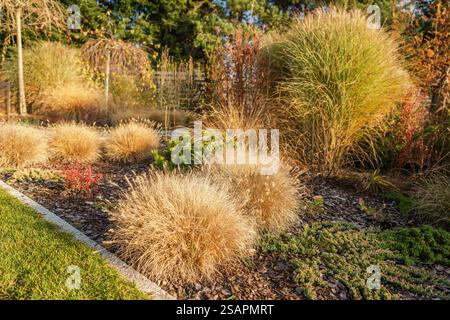 Des herbes ornementales de différentes formes et couleurs remplissent le jardin, se prélasser dans la lumière chaude du soleil de l'après-midi entouré d'une végétation luxuriante et de paillis rustique. Banque D'Images