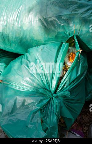 Grands sacs en plastique vert remplis de déchets de jardin, contenant les feuilles de chêne sèches de l'année dernière Banque D'Images