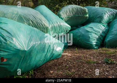 Grands sacs en plastique vert remplis de déchets de jardin, contenant les feuilles de chêne sèches de l'année dernière Banque D'Images