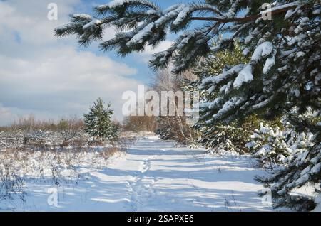 Branche de pin avec une épaisse couche de neige sur fond d'un beau paysage d'hiver par une journée ensoleillée après de fortes chutes de neige. Banque D'Images