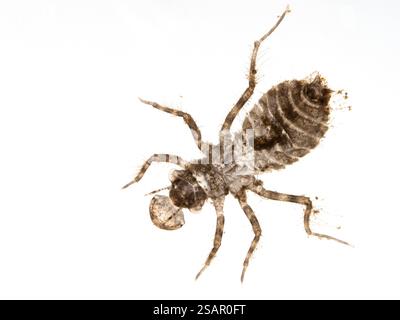 Vue dorsale de l'exosquelette récemment jeté d'une nymphe (naiade) écumeuse aquatique à huit taches (Libellula forensis). Isolé. Dorsale Banque D'Images