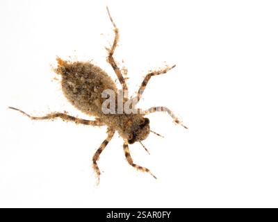 Vue dorsale d'une jeune nymphe (naiade) écumeuse aquatique à huit taches, Libellula forensis, recouverte de détritus pour le camouflage. Isolé. DOR Banque D'Images