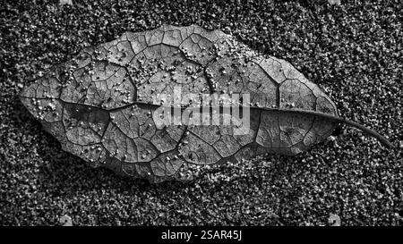Contexte : ressource graphique artistique de la nature. Une étude monochrome d'une feuille sur une plage de sable Banque D'Images