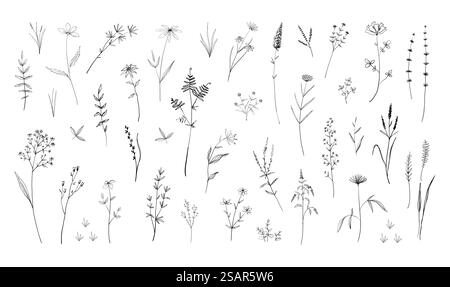 Fleurs sauvages. Herbes florissantes de champ dessinées à la main avec des feuilles ou des tiges. Noir et blanc doodle fleur d'été. Ensemble d'éléments floraux décoratifs isolés. Croquis d'herbier botanique. Fond de nature vectorielle. Fleurs sauvages. Herbes florissantes de champ dessinées à la main avec des feuilles ou des tiges. Doodle Blossom noir et blanc. Ensemble d'éléments floraux décoratifs. Croquis d'herbier botanique. Fond de nature vectorielle Illustration de Vecteur