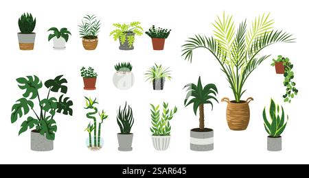 Plantes d'intérieur. Dessin animé maison et bureau plantes vertes confortables dans des pots de fleurs. Palmier décoratif, bambou ou ficus en pots. Eléments de décoration intérieure isolés avec feuillage et feuilles. Ensemble de fleurs d'intérieur de vecteur. Plantes d'intérieur. Dessins animés maison et bureau plantes confortables dans des pots de fleurs. Palmier décoratif, bambou ou ficus en pots. Éléments intérieurs isolés avec feuillage et feuilles. Ensemble de fleurs d'intérieur de vecteur Illustration de Vecteur
