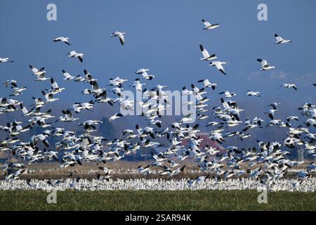 Troupeau d'oies des neiges volant et au sol dans les terres agricoles de la vallée de Skagit en hiver Banque D'Images
