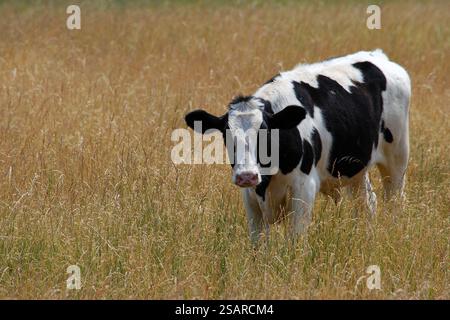 Une vache noire et blanche se dresse en regardant dehors dans un champ de blé. Banque D'Images