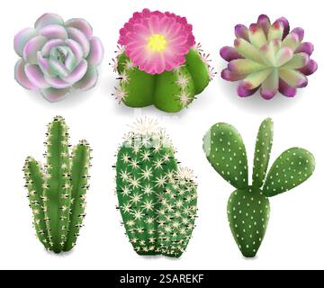 Ensemble réaliste de cactus et de plantes succulentes, illustration vectorielle isolée sur fond blanc. Beaux cactus et succulentes pour la maison et l'intérieur.. Ensemble de cactus et plantes succulentes, illustration isolée par vecteur Illustration de Vecteur